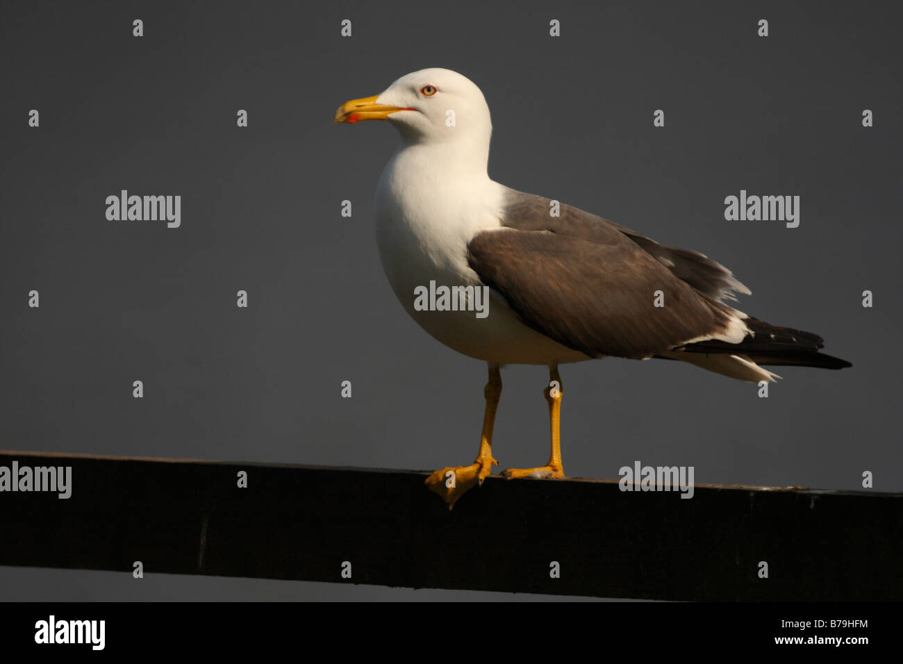 LESSER BLACK-BACKED GULL, Larus fuscus Stock Photo