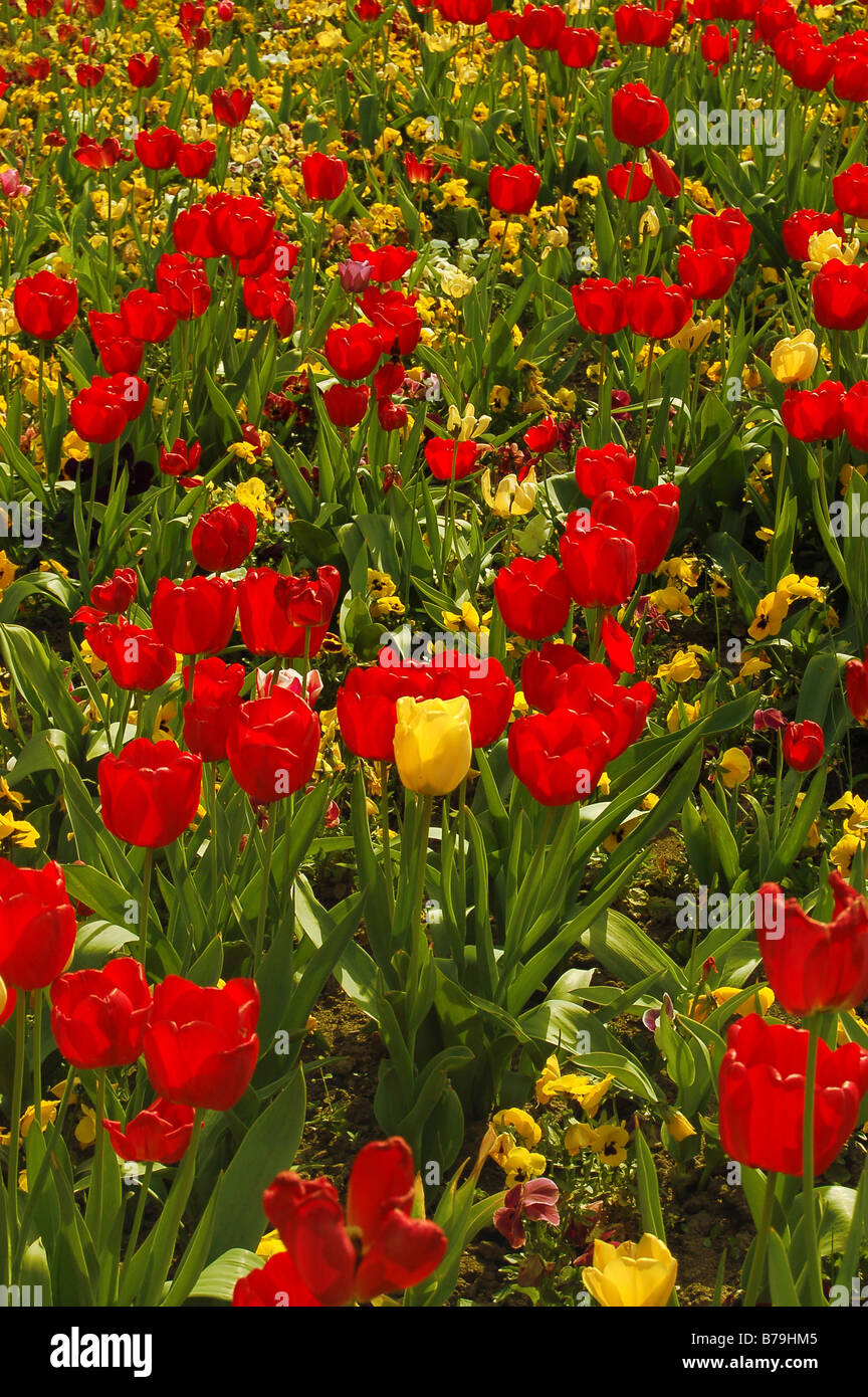 A field of beautiful and colorful tulips Stock Photo - Alamy