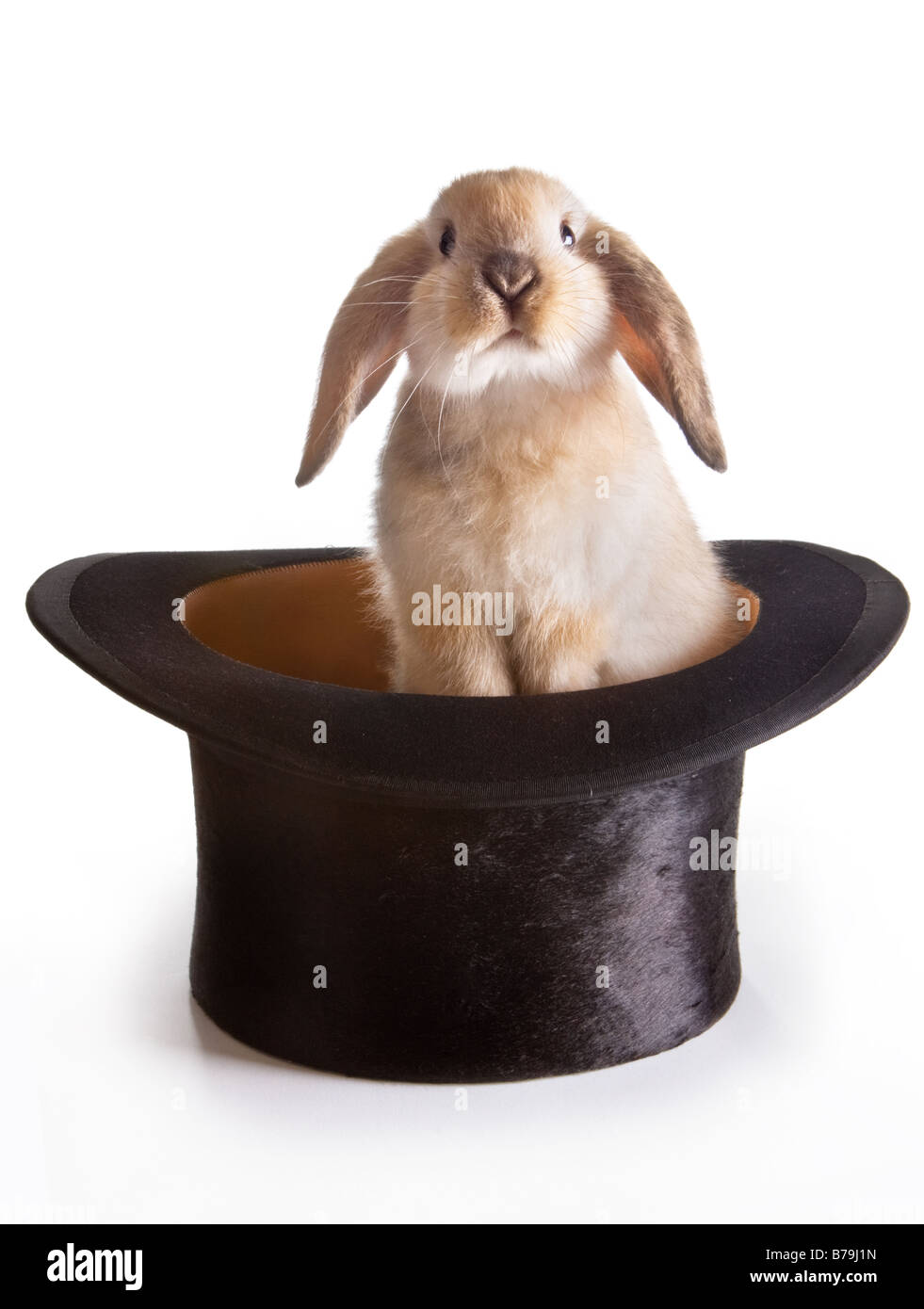 Little lop rabbit appearing out of a magician's hat Stock Photo