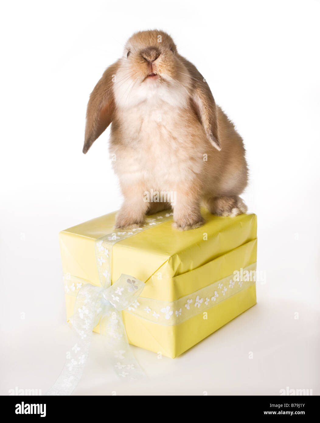 Young easter rabbit sitting on a yellow present Stock Photo