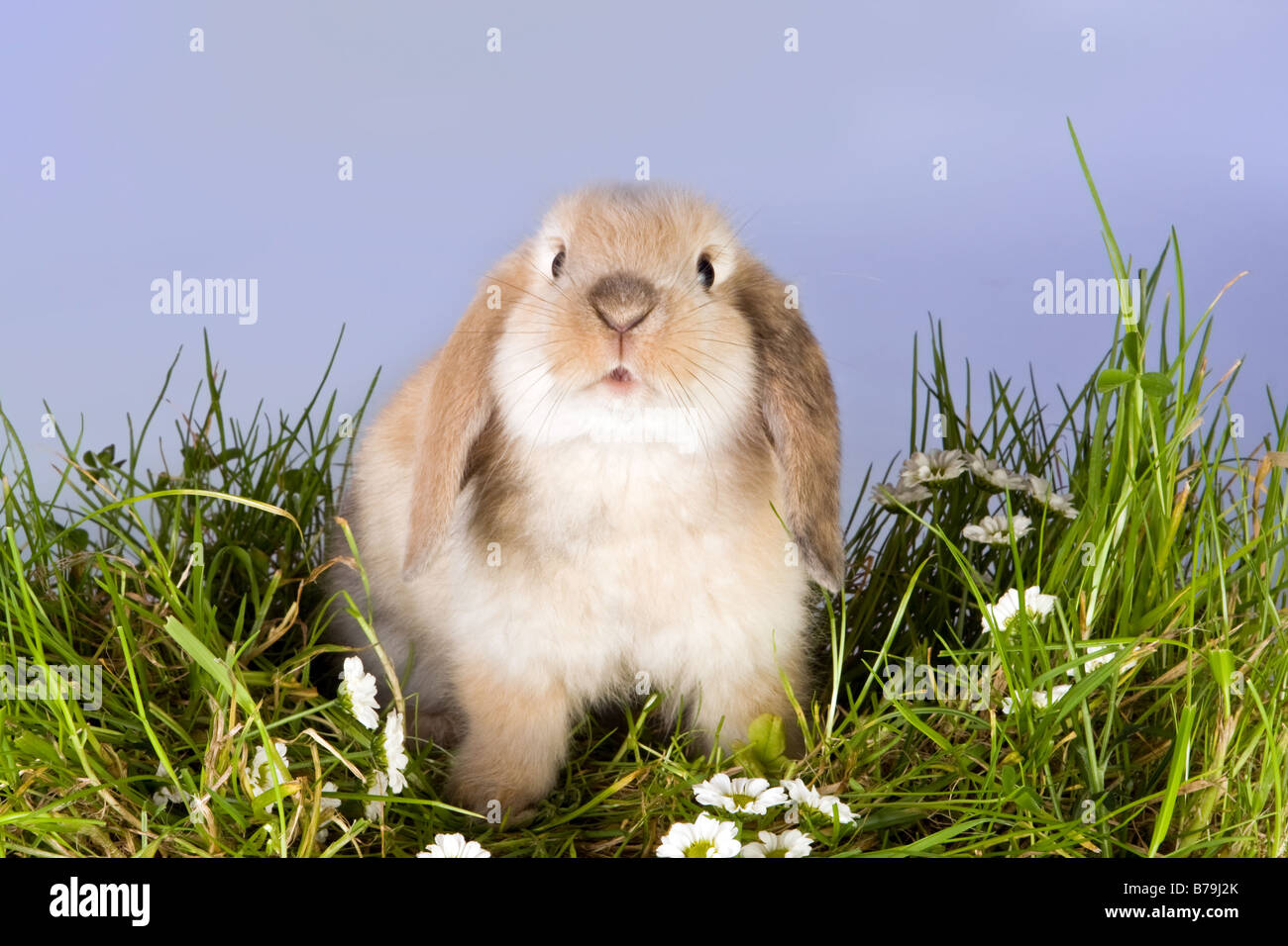 Lovely little lop rabbit on a patch of spring grass Stock Photo