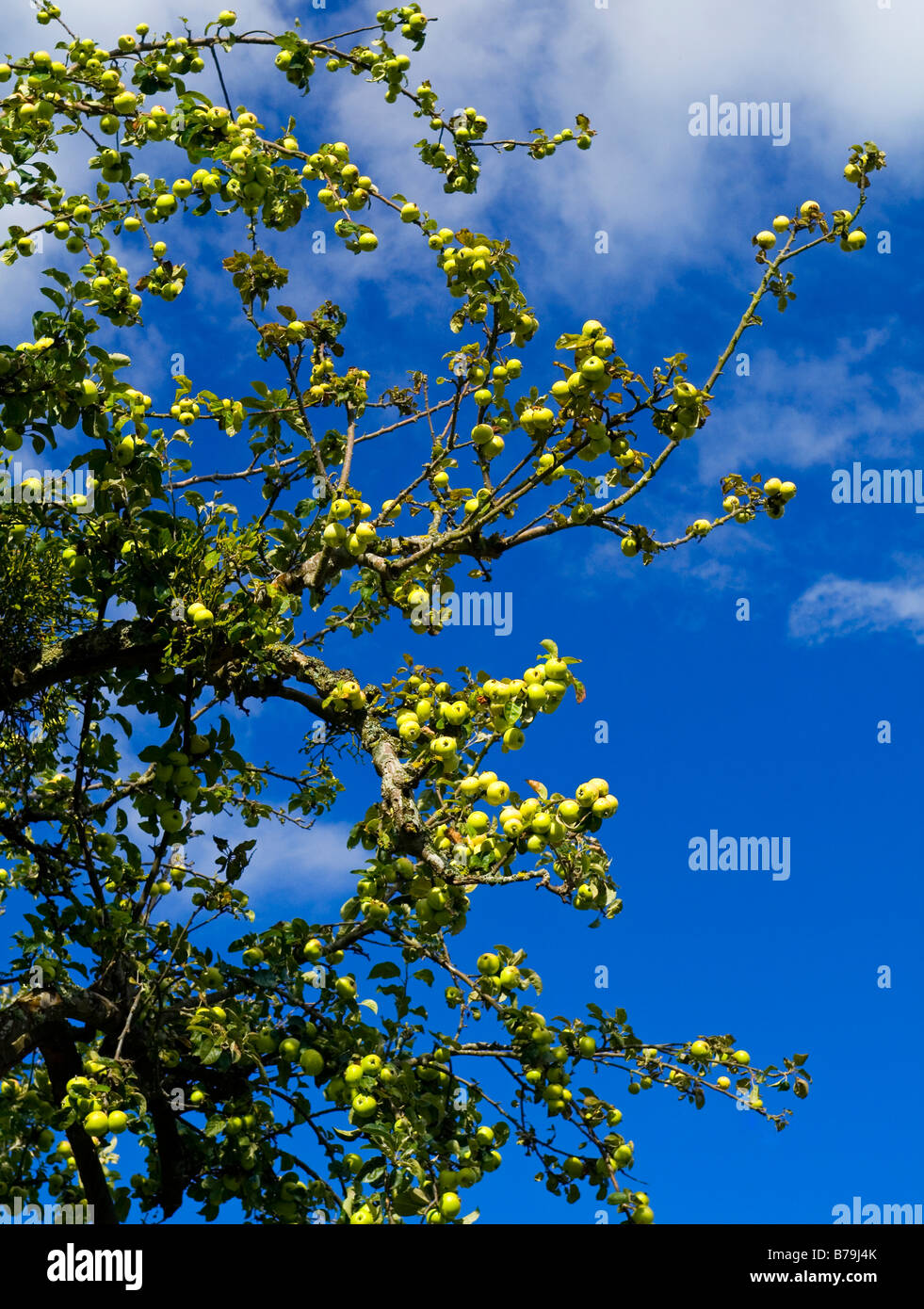 Apple orchard sky clouds hi-res stock photography and images - Alamy