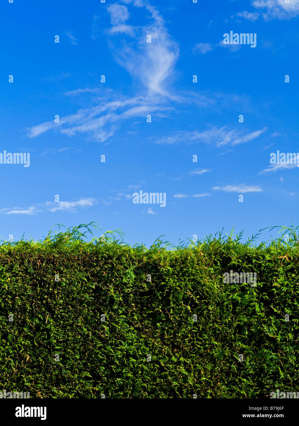 Leylandii hedge shrub with blue sky and cloud behind Stock Photo