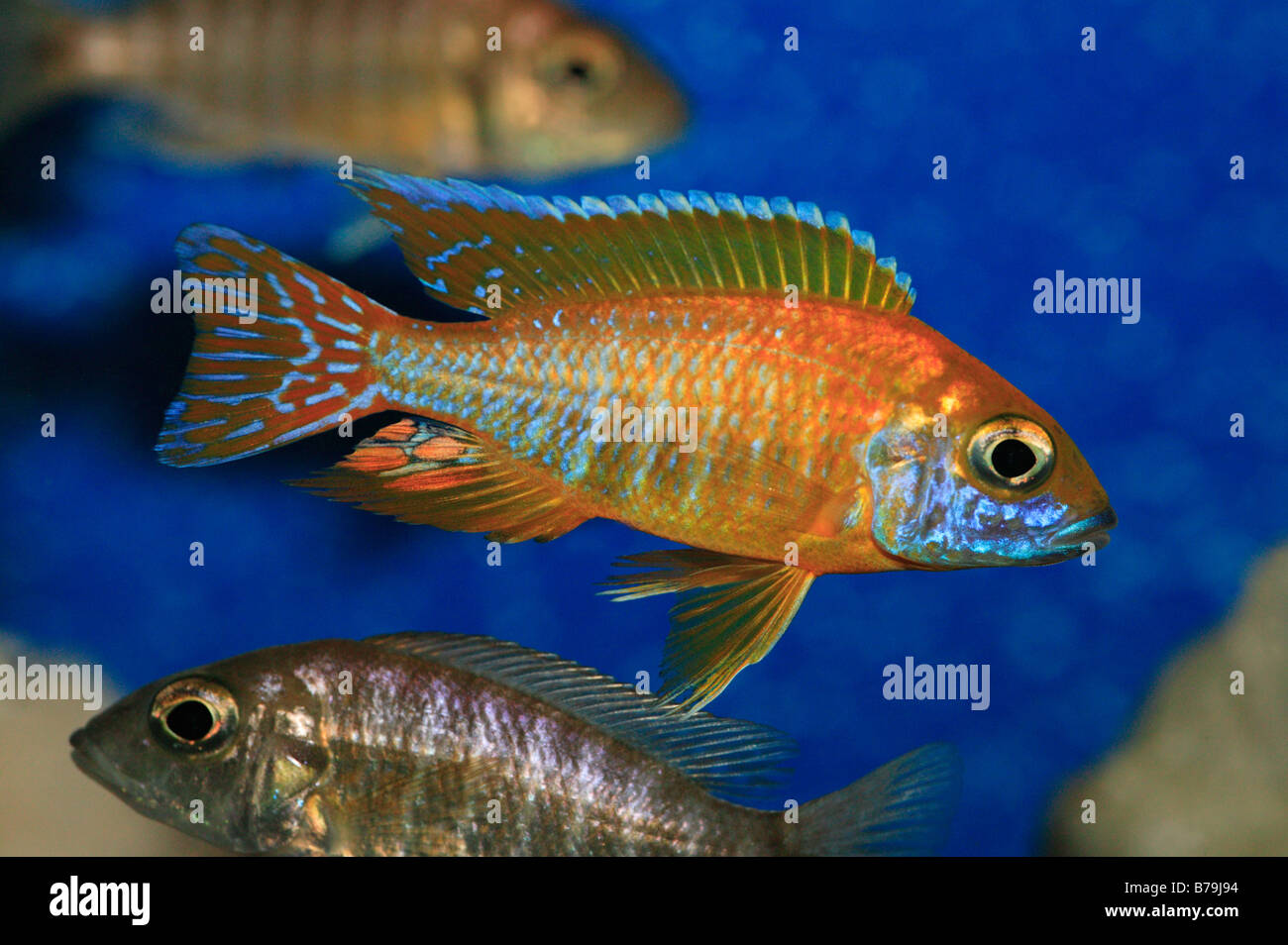 An attractive cichlid, the Aulonocara baenschi is also known as the Benga or Sunshine Peacock. Stock Photo