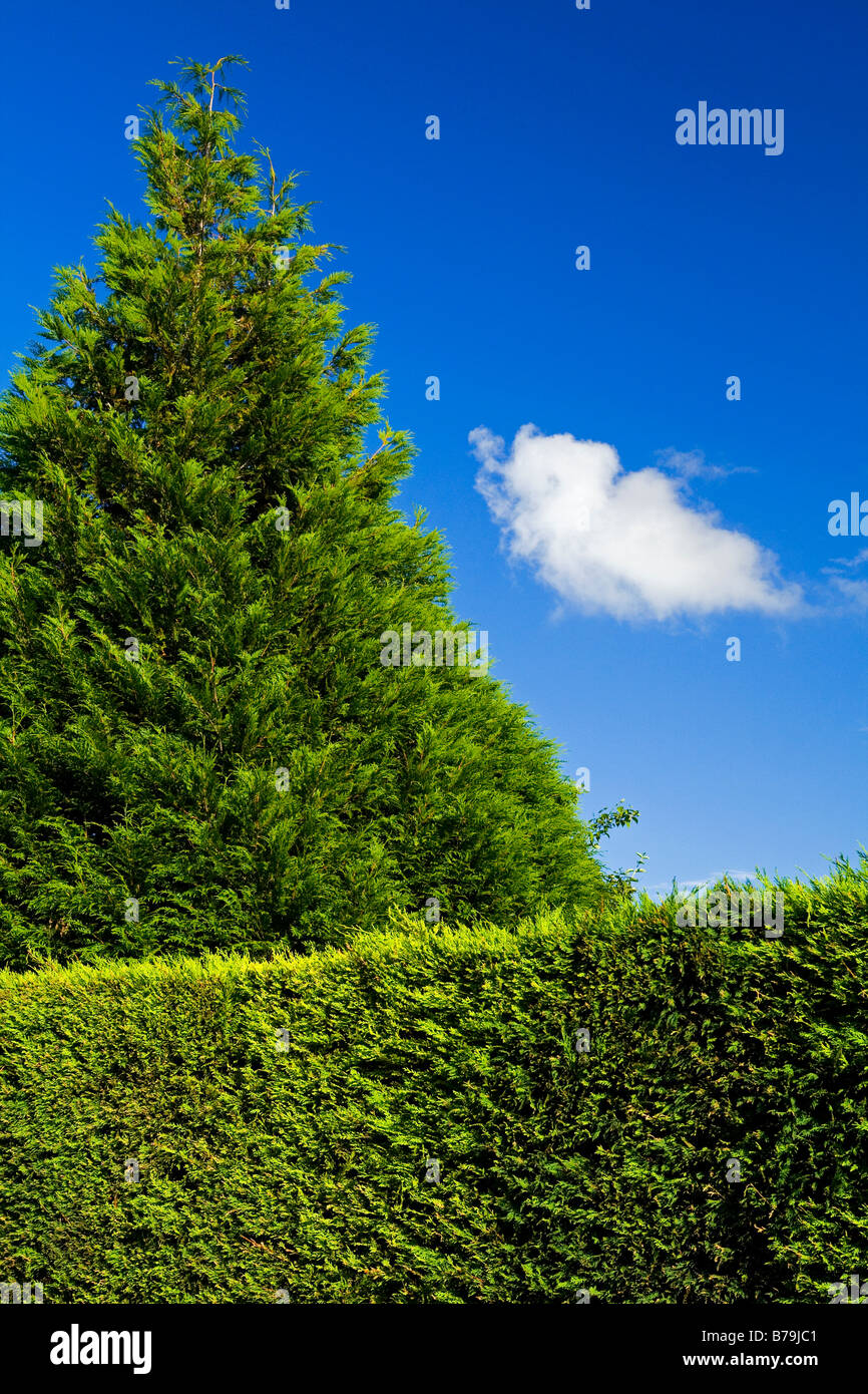 Leylandii hedge and shrub with blue sky and cloud behind Stock Photo