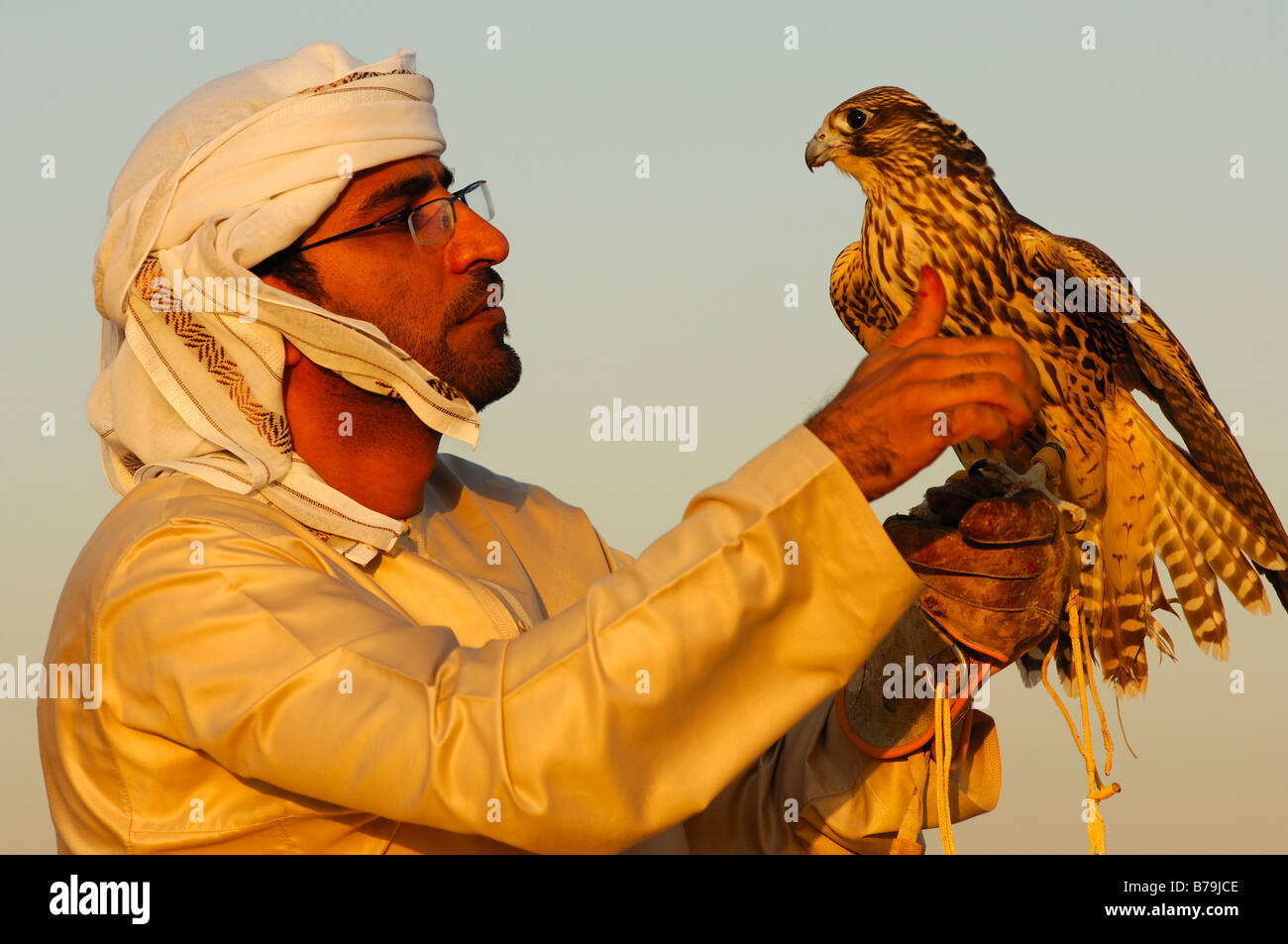 Hunting falcon perched on the hand of the falconer, Falcon training in Dubai, United Arab Emirates, UAE Stock Photo