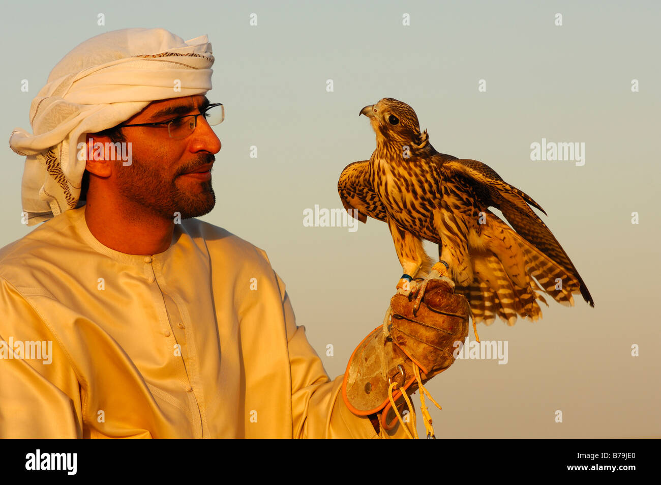 Hunting falcon perched on the hand of the falconer, Falcon training in ...