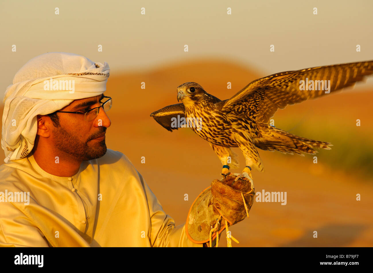 Arab falconer sits with his hunting falcon in the desert sand after a falcon training session, Dubai, United Arab Emirates, UAE Stock Photo