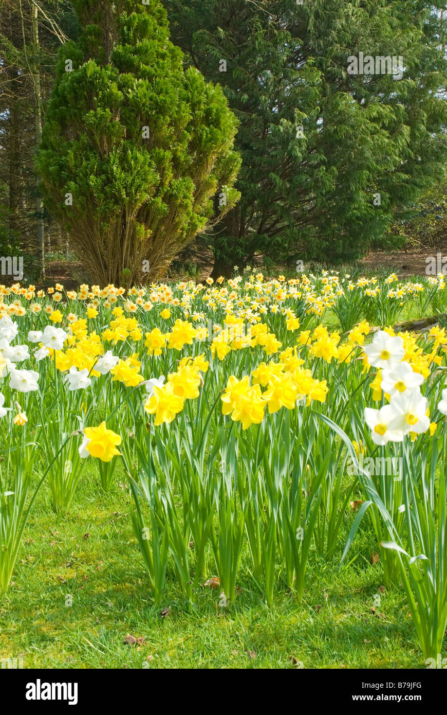 Daffodils Gardens Threave House Dumfries & Galloway Stock Photo