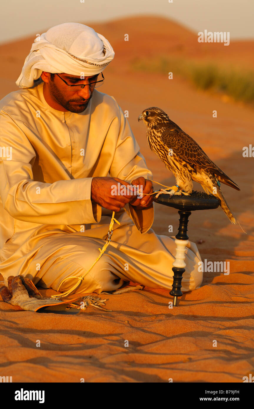 Arab falconer ties his hunting falcon to a falcon block perch in the