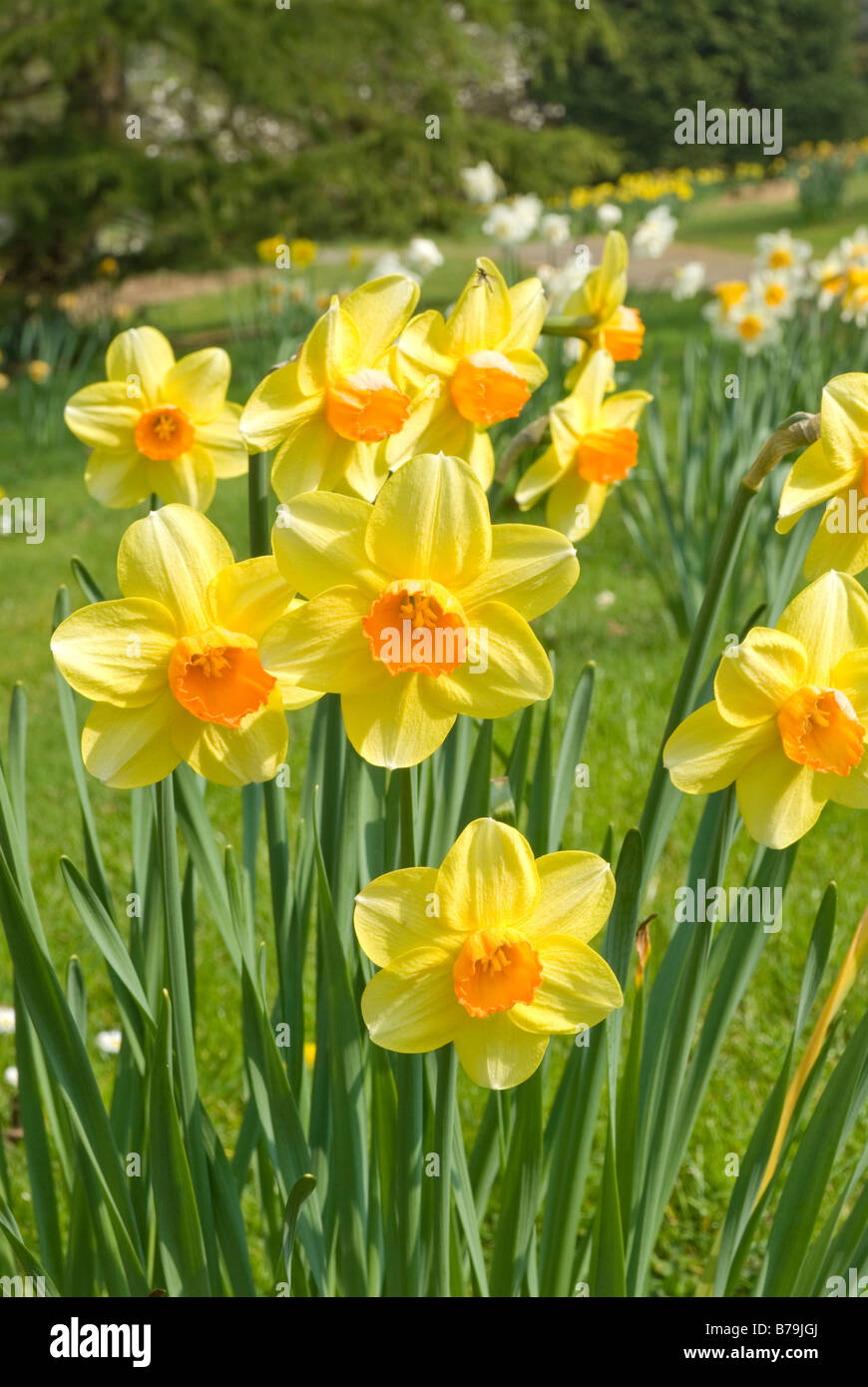 Daffodils Gardens Threave House Dumfries & Galloway Stock Photo