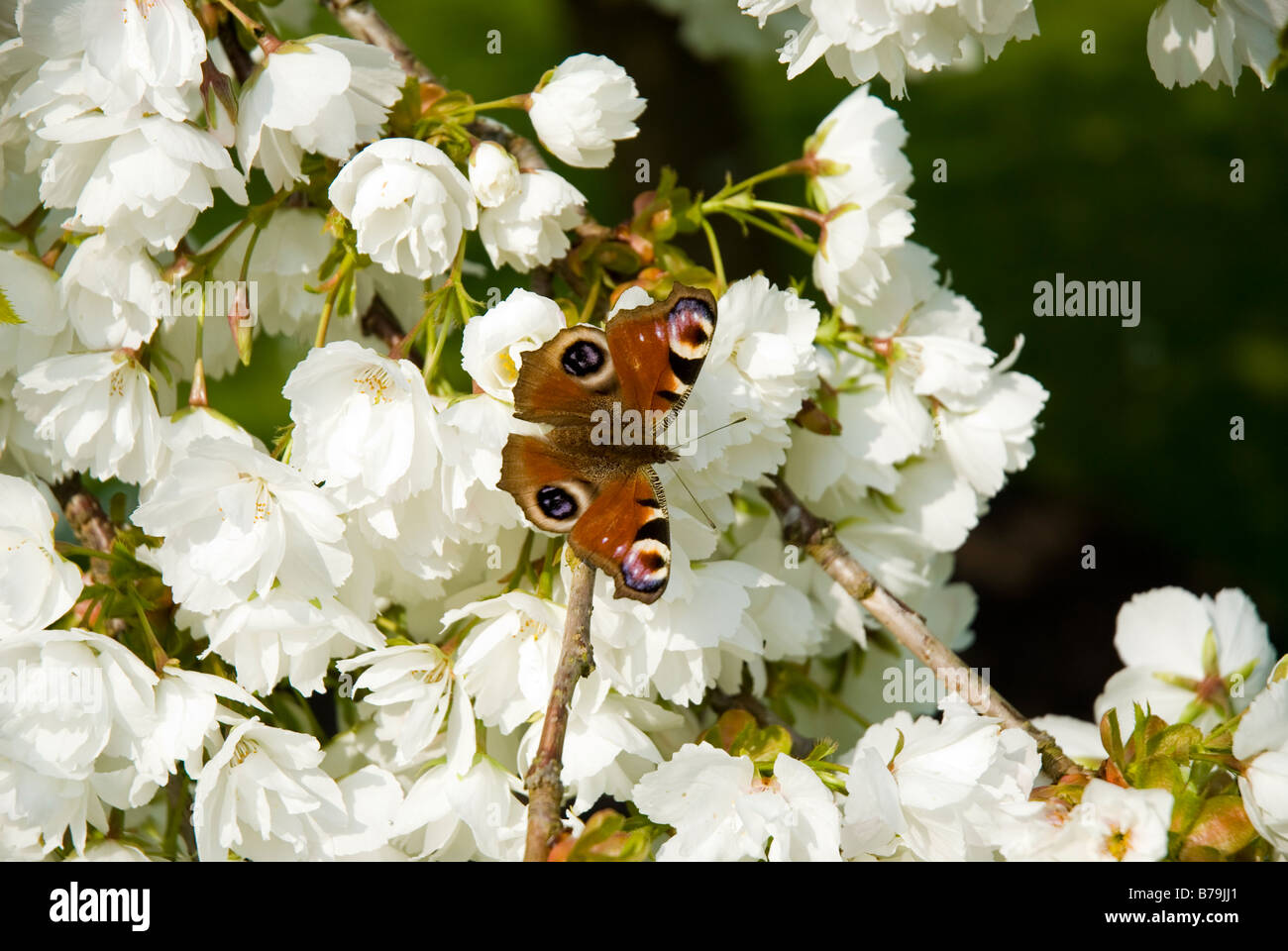 Peacock Butterfly on white blossom trees at Threave Gardens Dumfries & Galloway Scotland Stock Photo