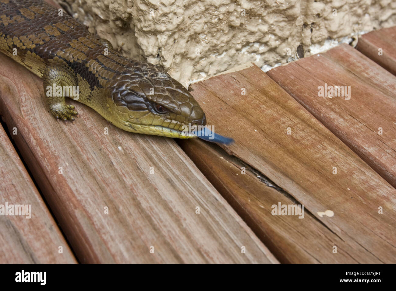 Blue tongue lizard. Rye Victoria Australia Stock Photo