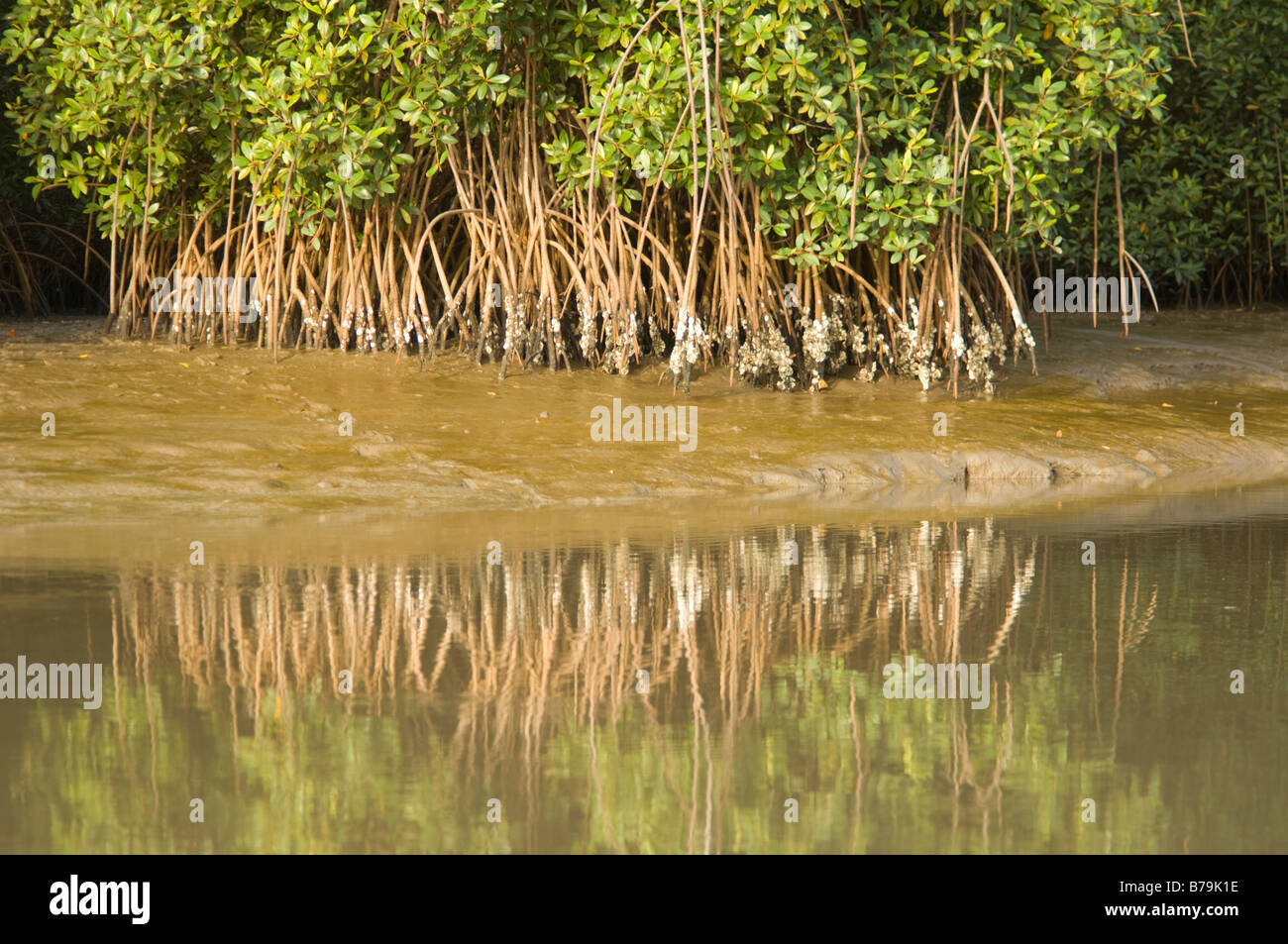 Mangrove Roots with Oysters The Gambia Stock Photo Alamy