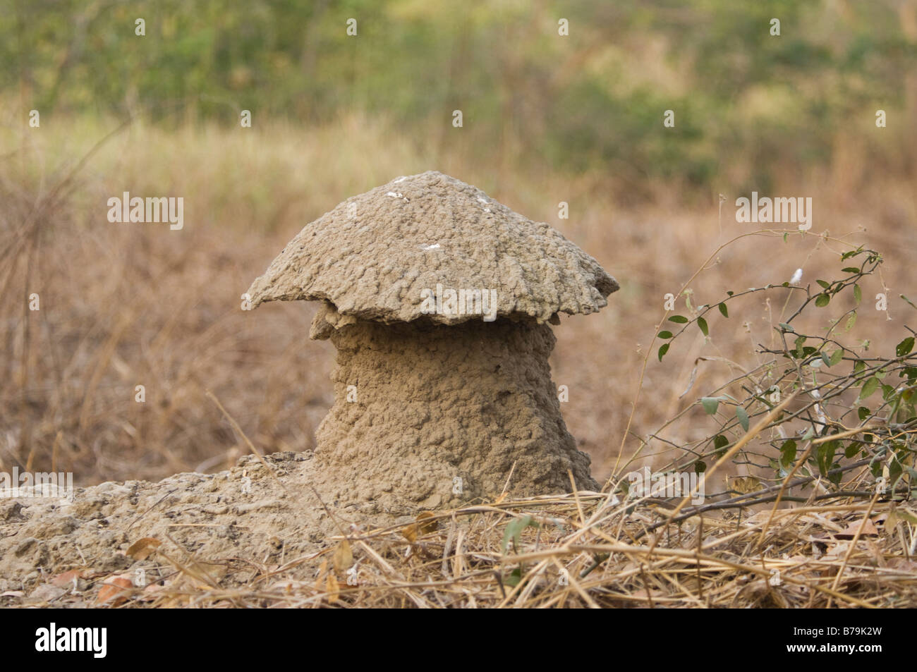 Ant Hill The Gambia Stock Photo