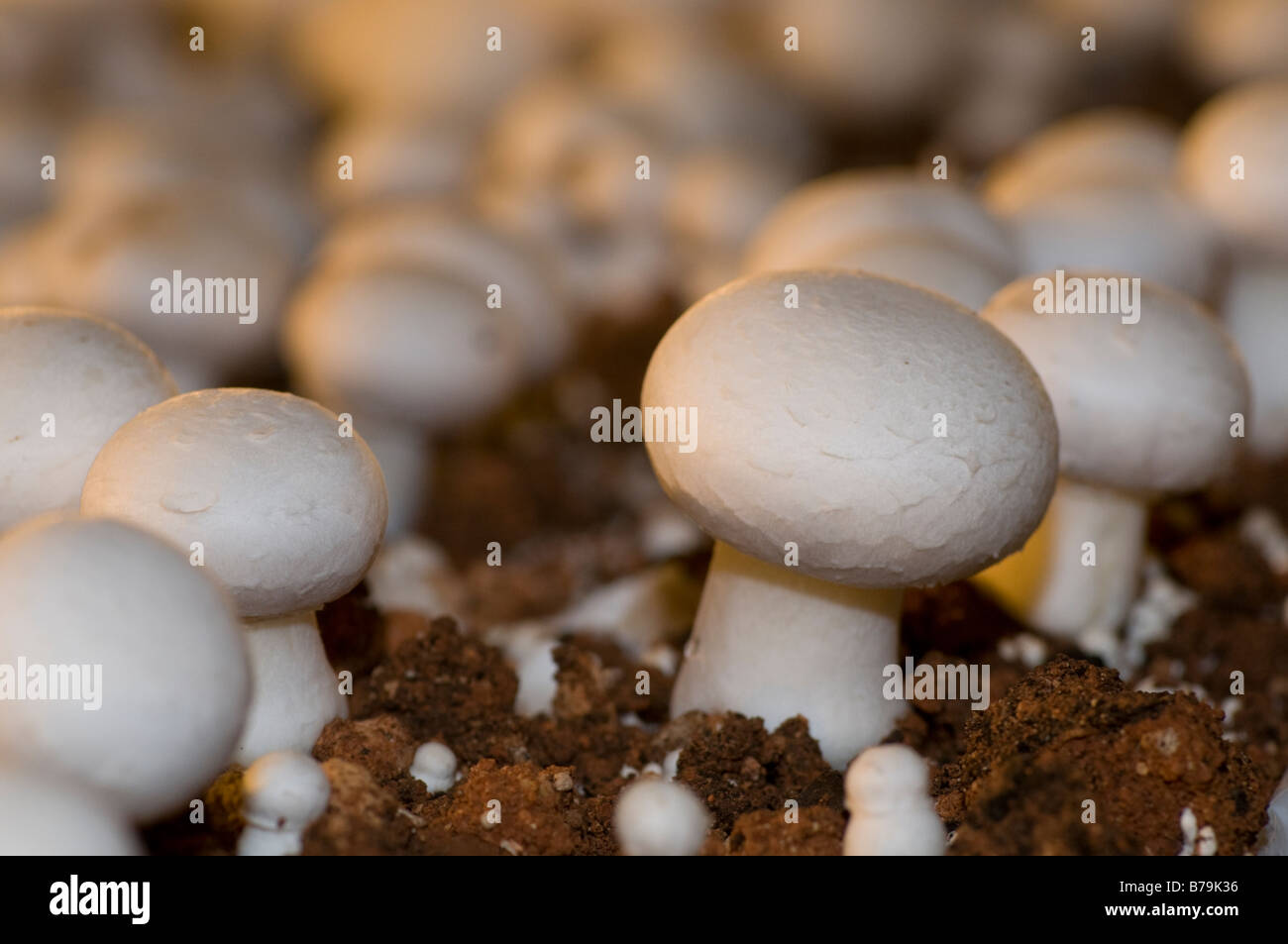 edible mushrooms in commercial farming Stock Photo