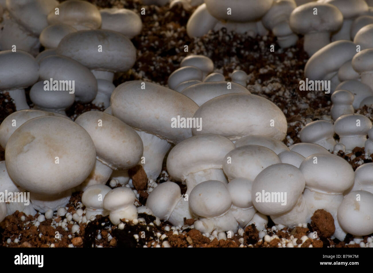 Cluster of edible mushrooms (Agaricus bisporus) in an intensive farming plant Stock Photo