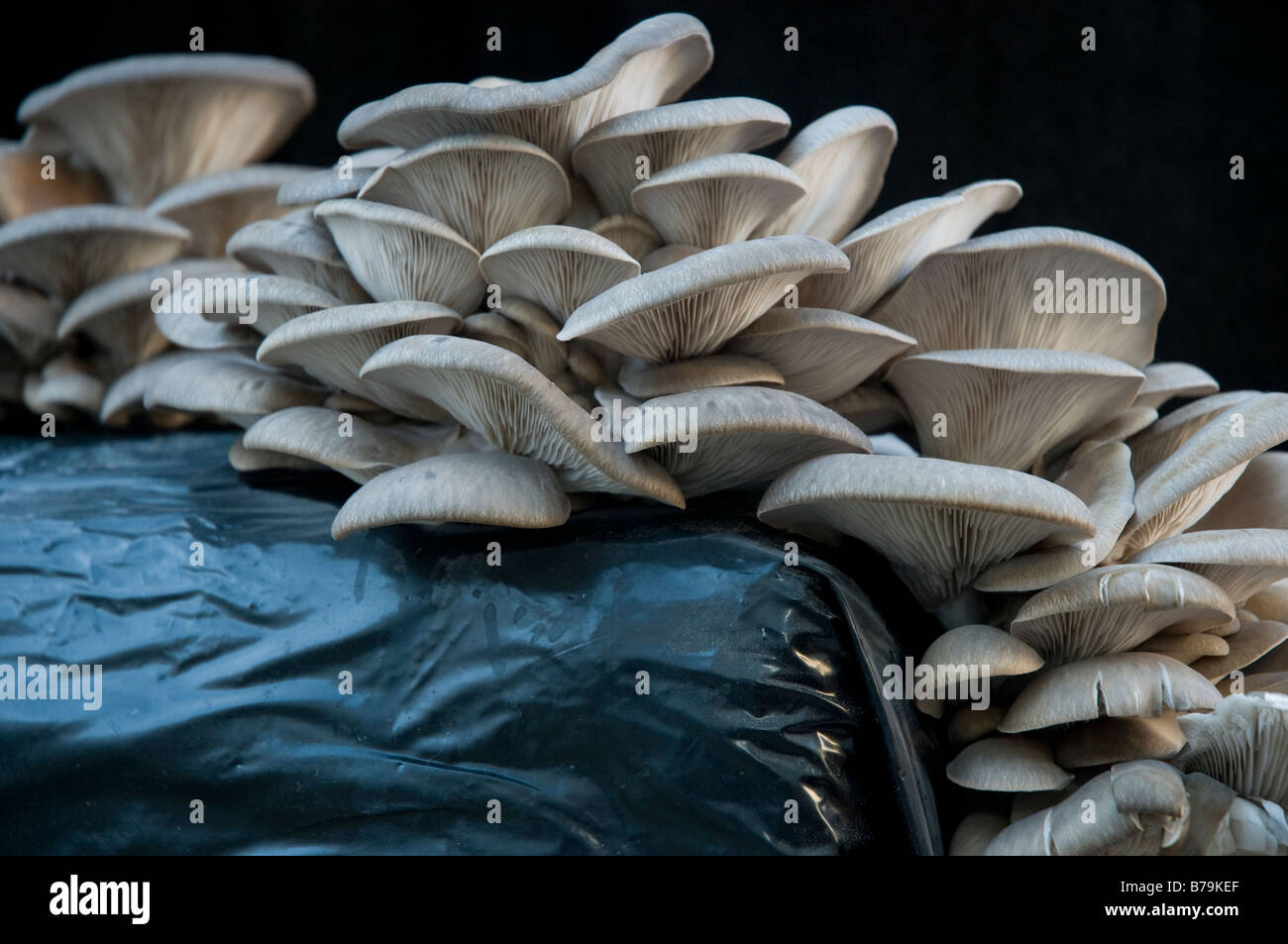 Edible mushrooms cluster (pleurotus ostreatus) as cultivated in a compost bag Stock Photo