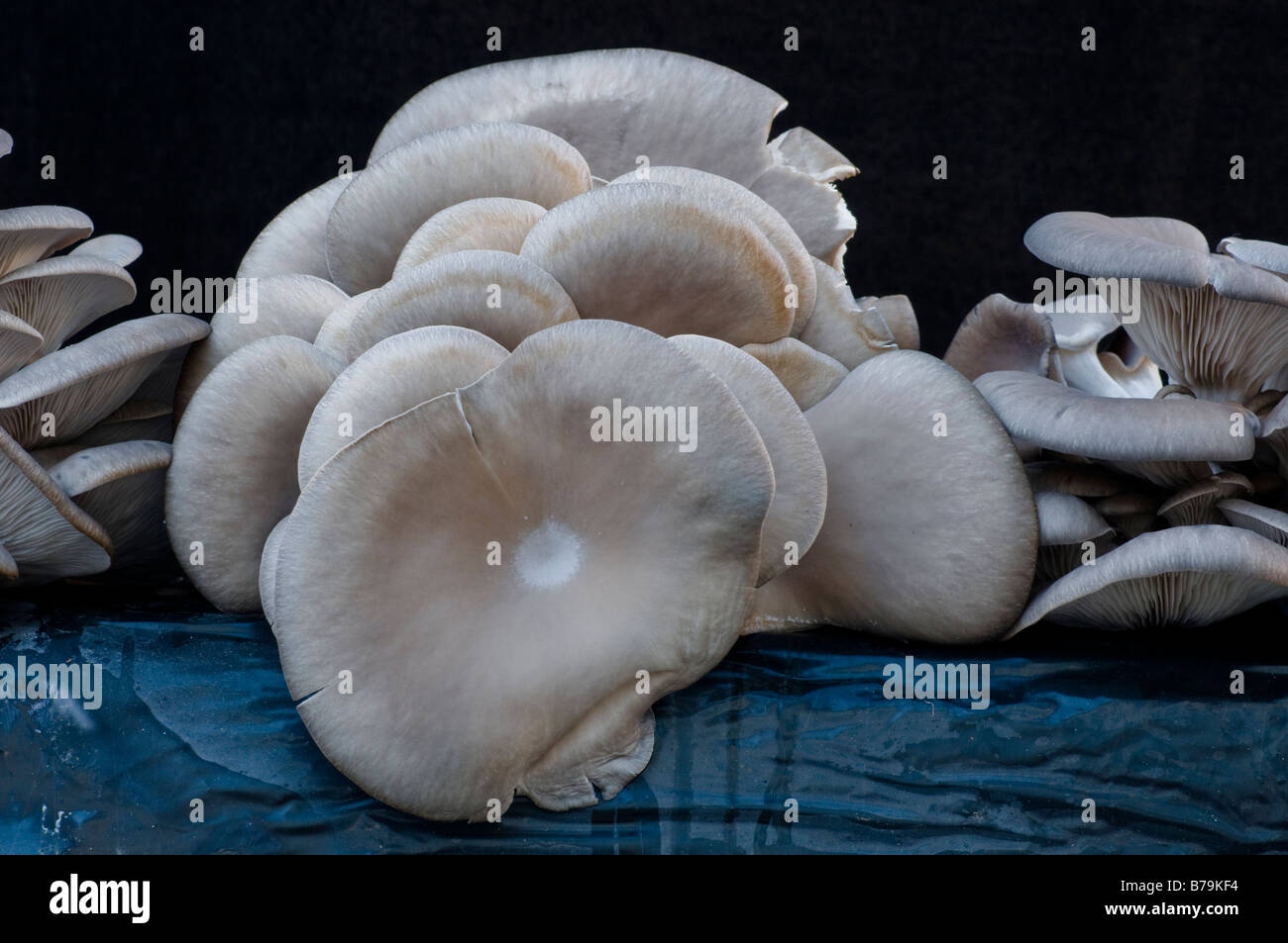 Edible mushrooms (Pleurotus Ostreatus) grown in a a compost bag Stock Photo