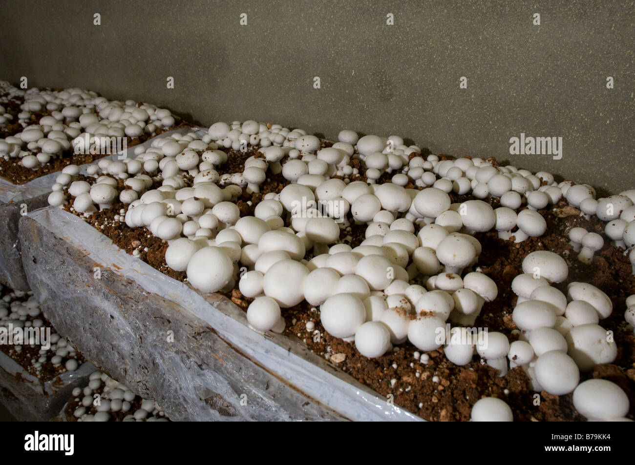 Agaricus bosporus (edible mushrooms) growing from organic compost in a plastic bag. Intensive farming plant. Stock Photo