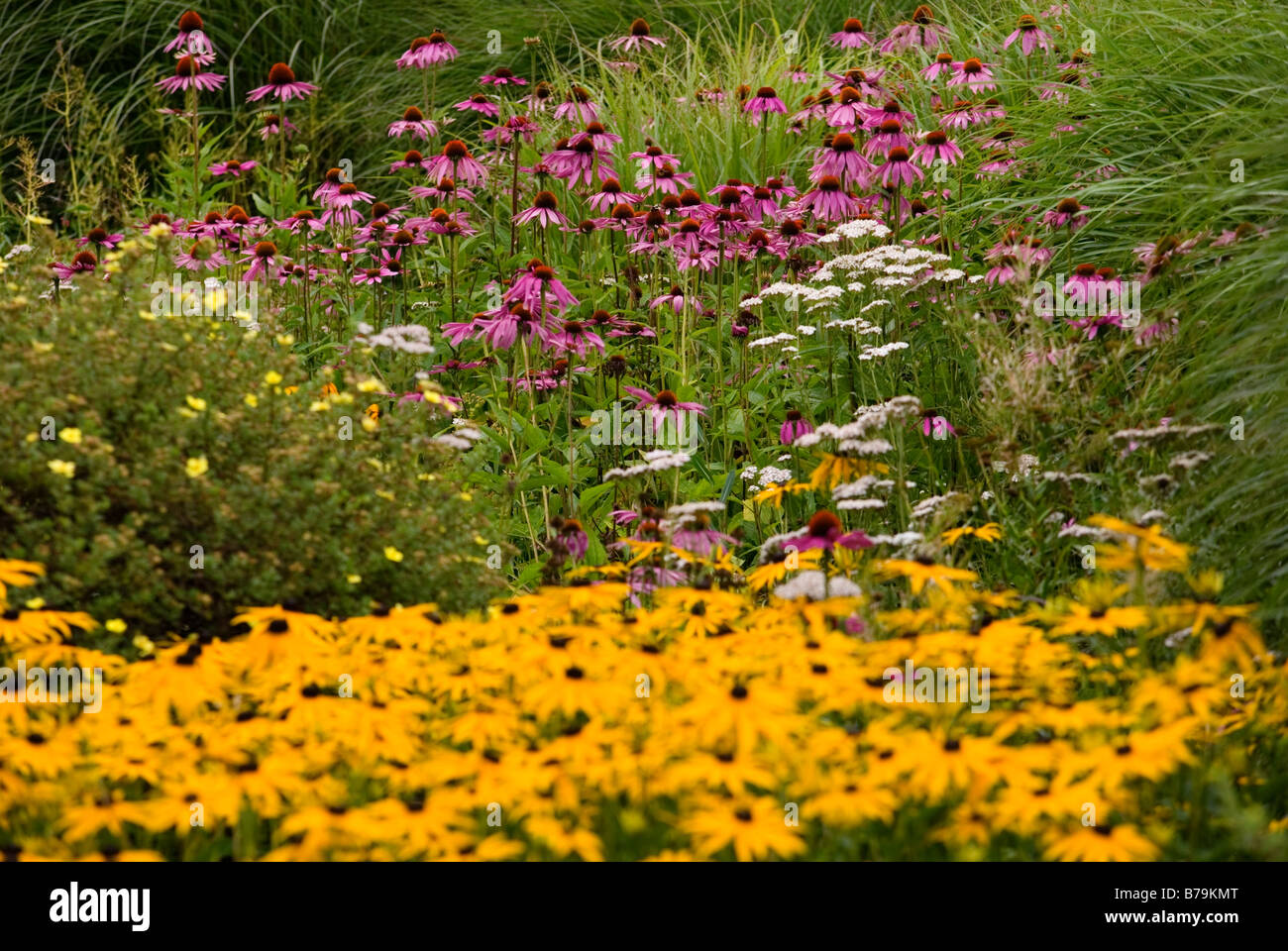 LATE SUMMER BORDER WITH ECHINACEA AND RUDBECKIA WITH POTTENTILLA AND MISCANTHUS Stock Photo