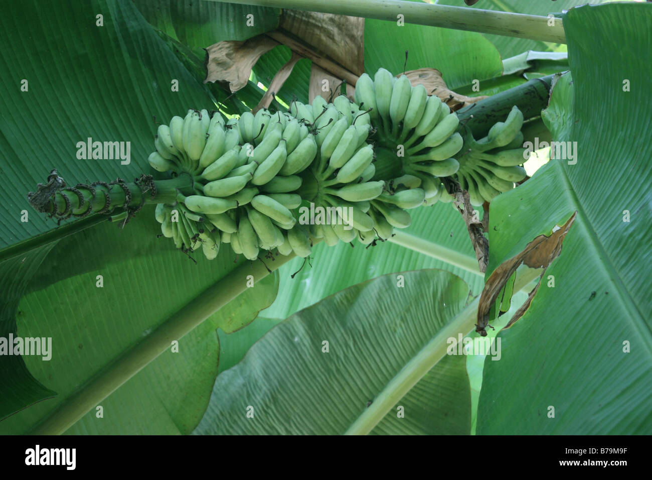 A Banana Fruit hanging from a plantain Stock Photo