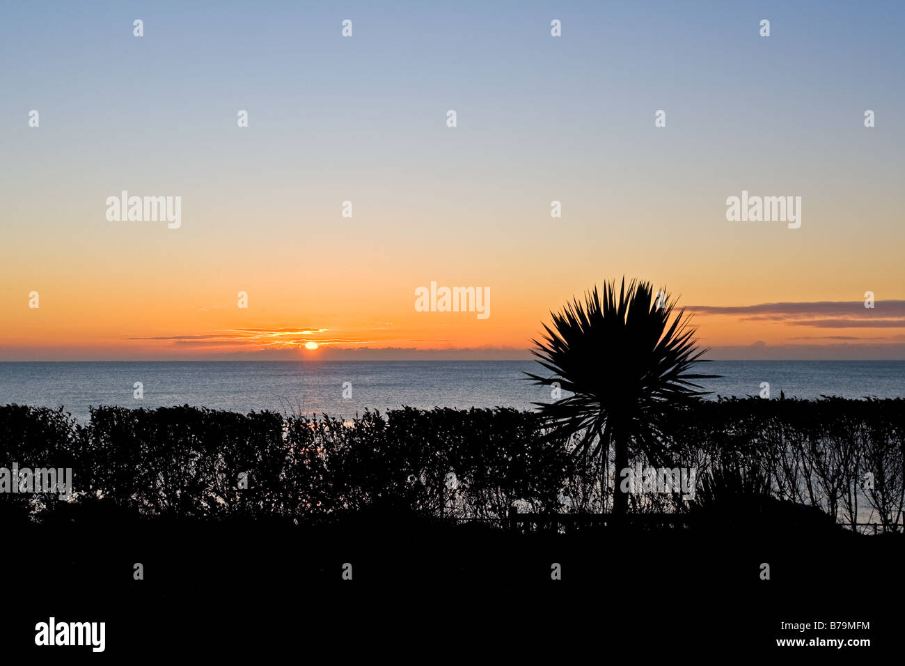 A silhouetted palm tree in the foreground of a calm morning sunrise on Eastbourne seafront. Stock Photo