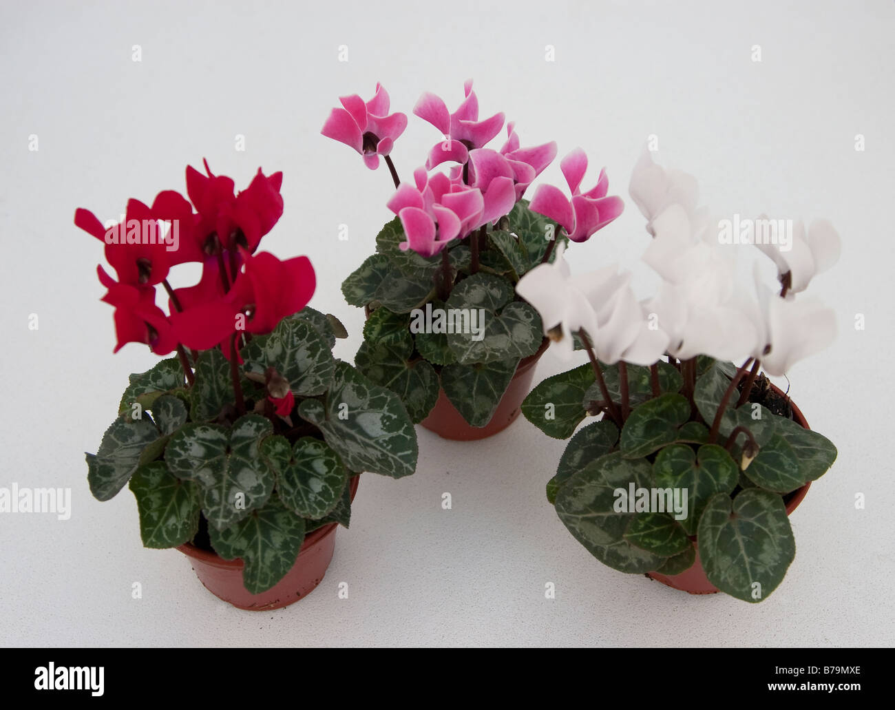 Red, pink and white Cyclamen pot plants Stock Photo