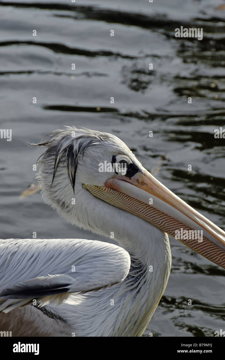 Pink-backed pelican, Pelecanus rufescens Stock Photo