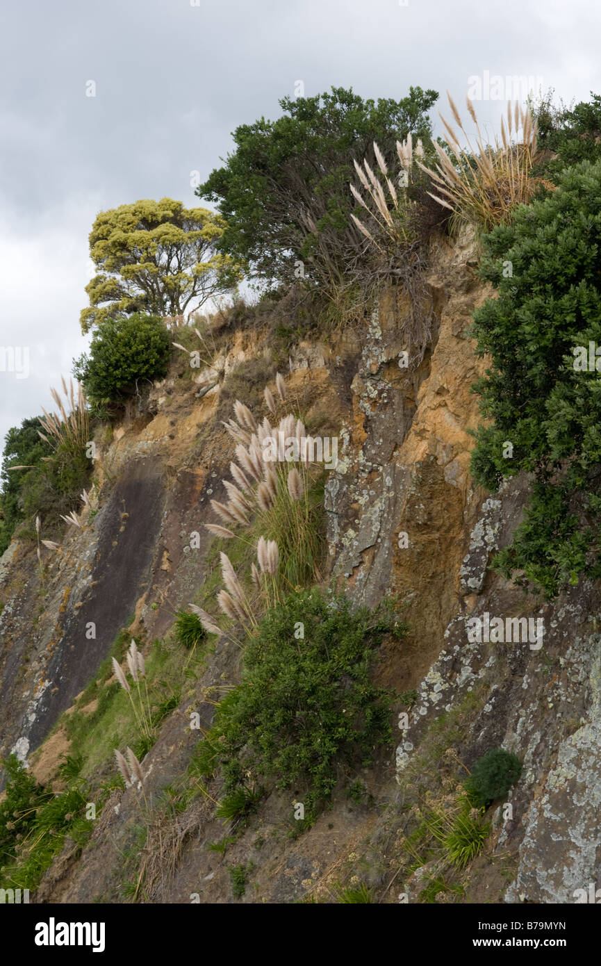 Toi Toi on cliff near Gisborne NZ on route of Pacific Coast Highway Stock Photo