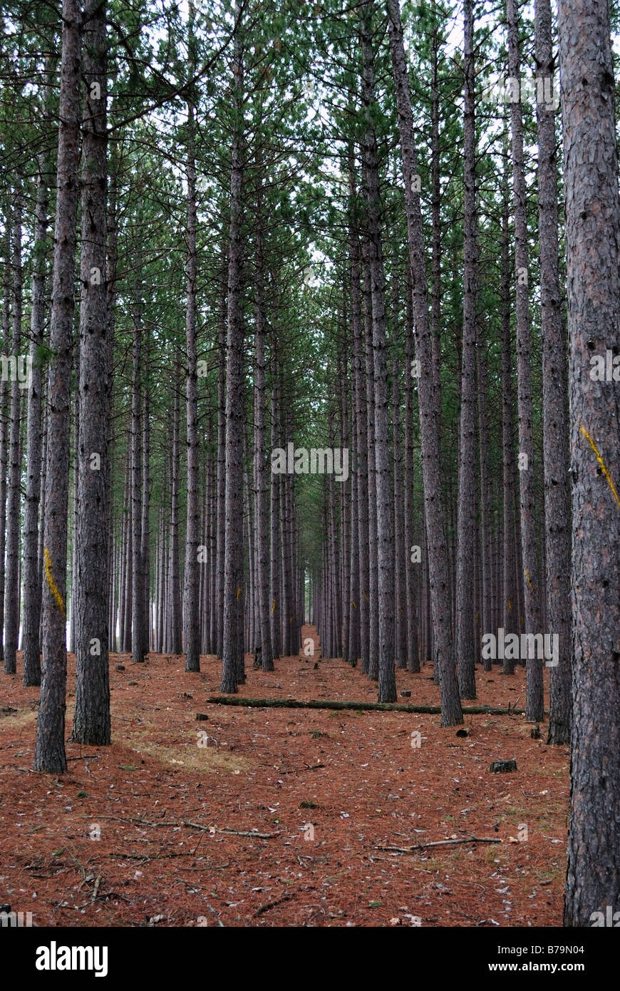 Red pine plantation Stock Photo