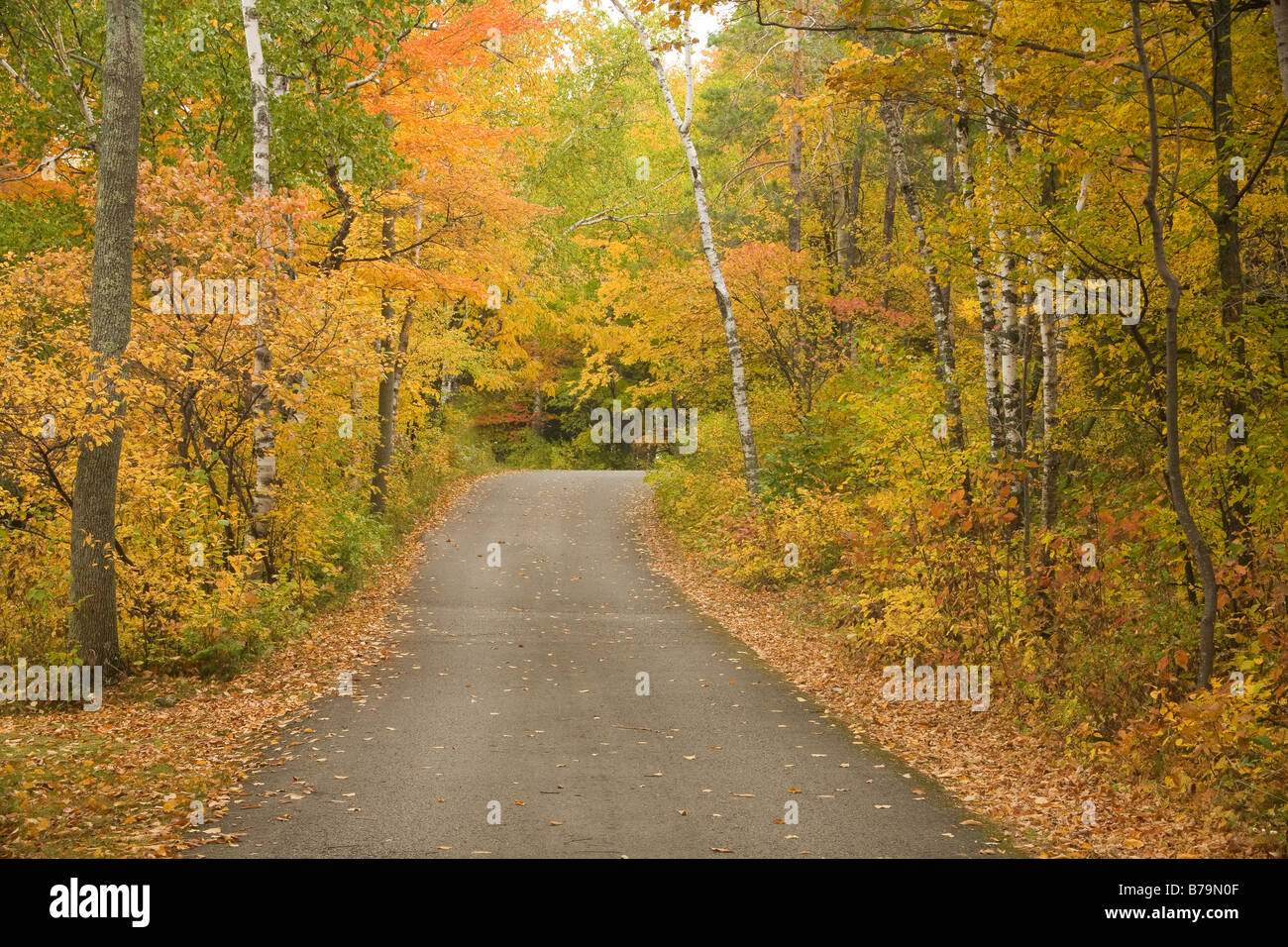 WISCONSIN - Autumn color along the forested roads at Peninsula State Park in Door County. Stock Photo