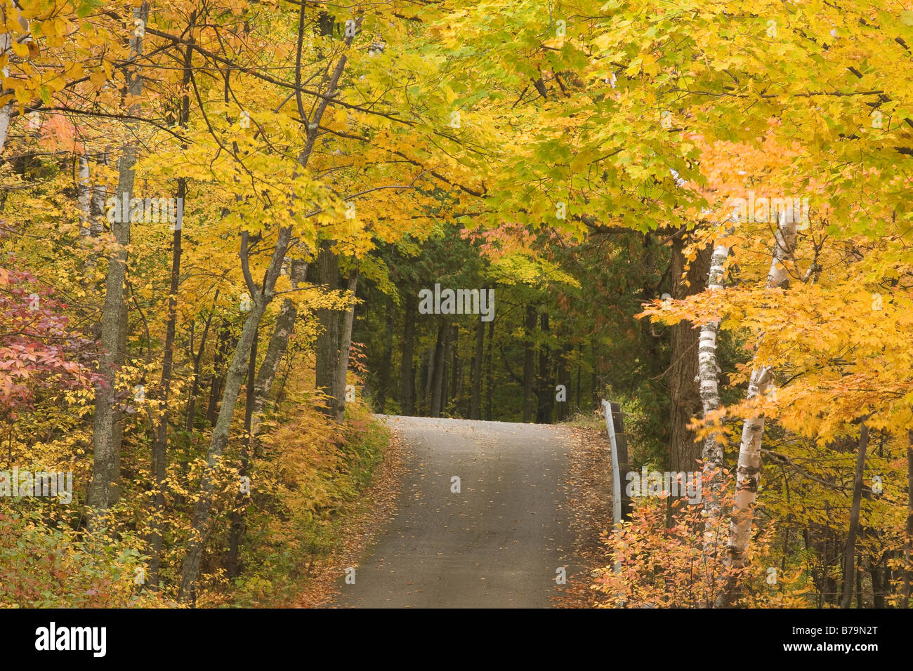Wisconsin Fall Colors Brighten Trees Along The Roads Of
