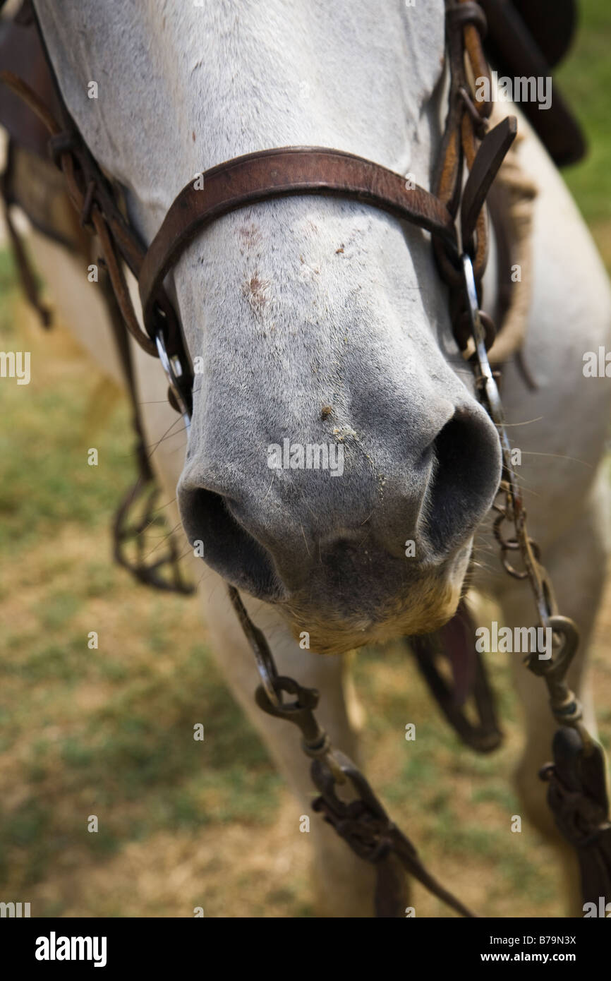 Close up of head of Camargue pony Stock Photo