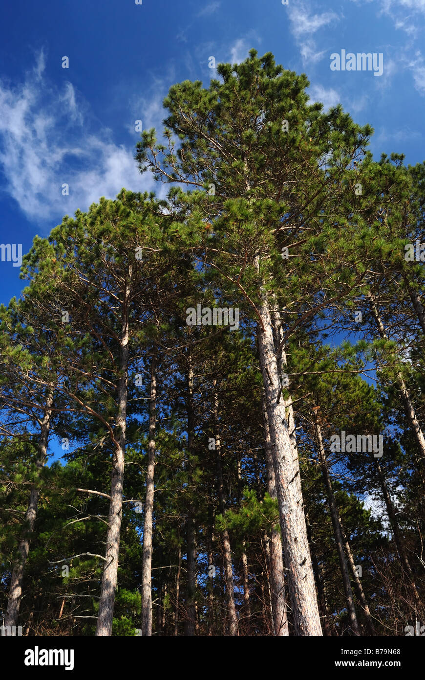 Minnesota red pine Pinus resinosa Stock Photo