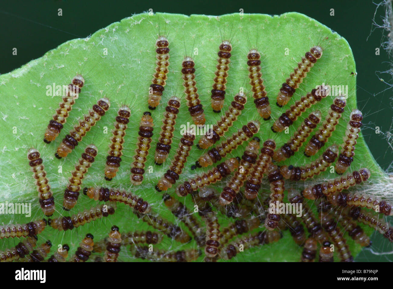 Closeup on a cluster of tiny caterpillars Stock Photo Alamy