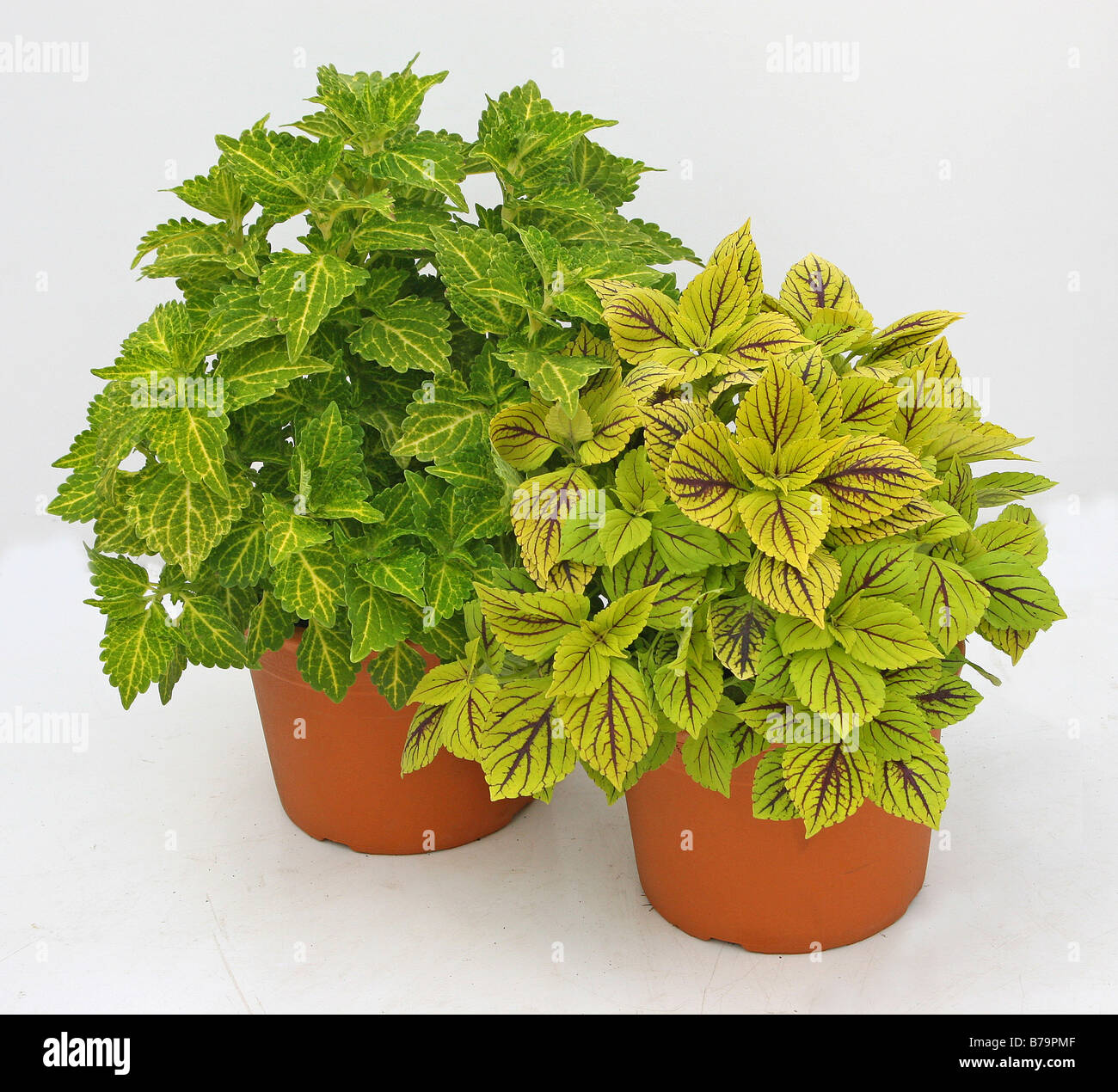 Two Coleus pot plants Stock Photo