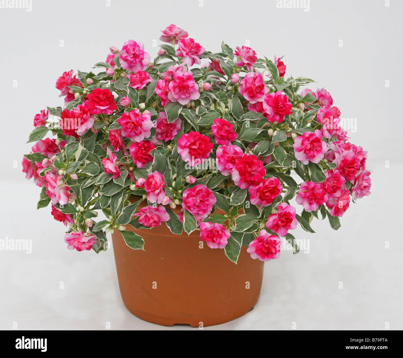 Colourful pink Impatiens Fiesta (Busy Lizzie) Stock Photo