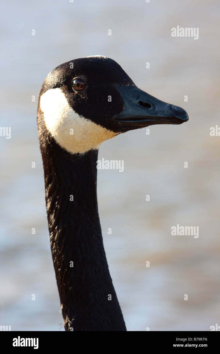 A Canada goose gives the photographer a strange look, through one eye, at Thorpeness, Suffolk, UK. Stock Photo