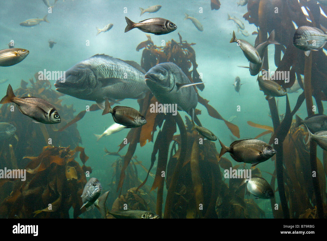 Kelp living forest cape town hires stock photography and images Alamy