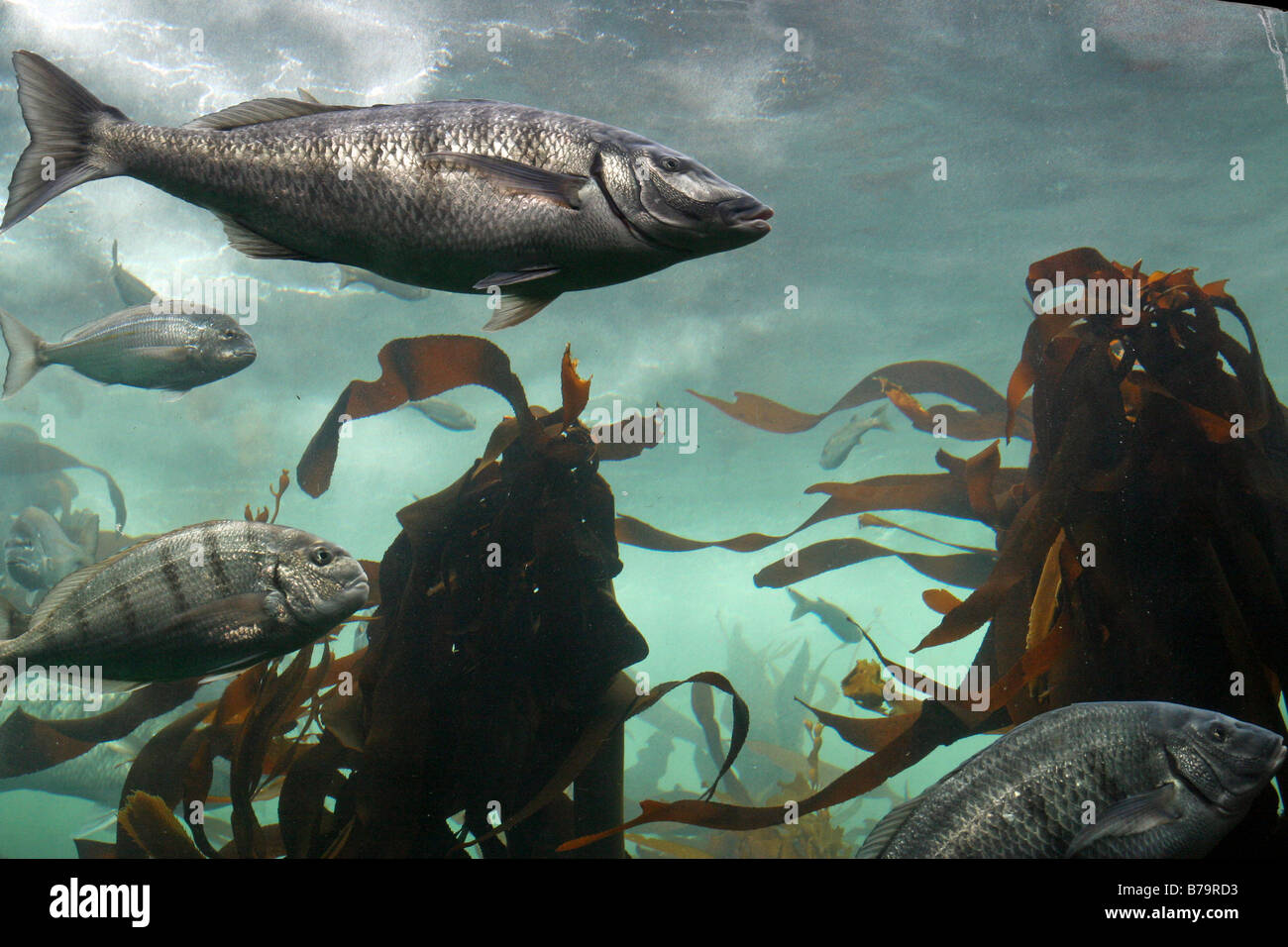 Kelp living forest, Cape Town Aquarium Stock Photo Alamy