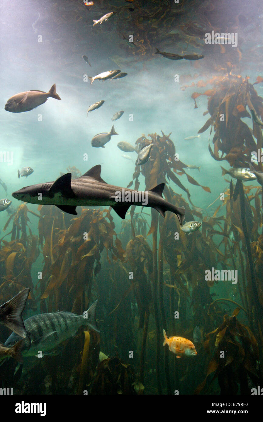Kelp living forest, Cape Town Aquarium Stock Photo Alamy
