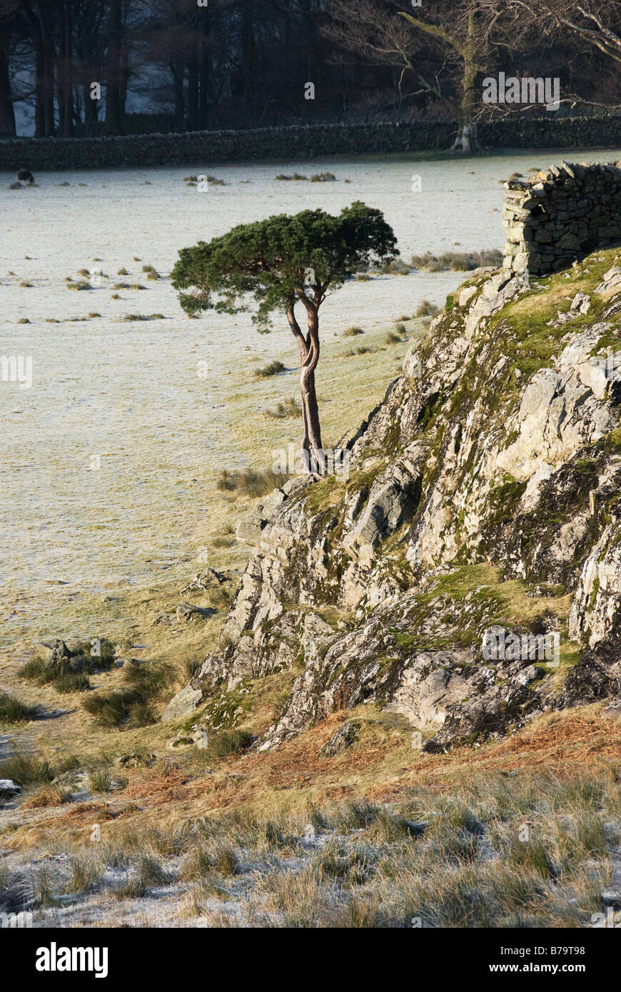 Shore pine tree hires stock photography and images Alamy