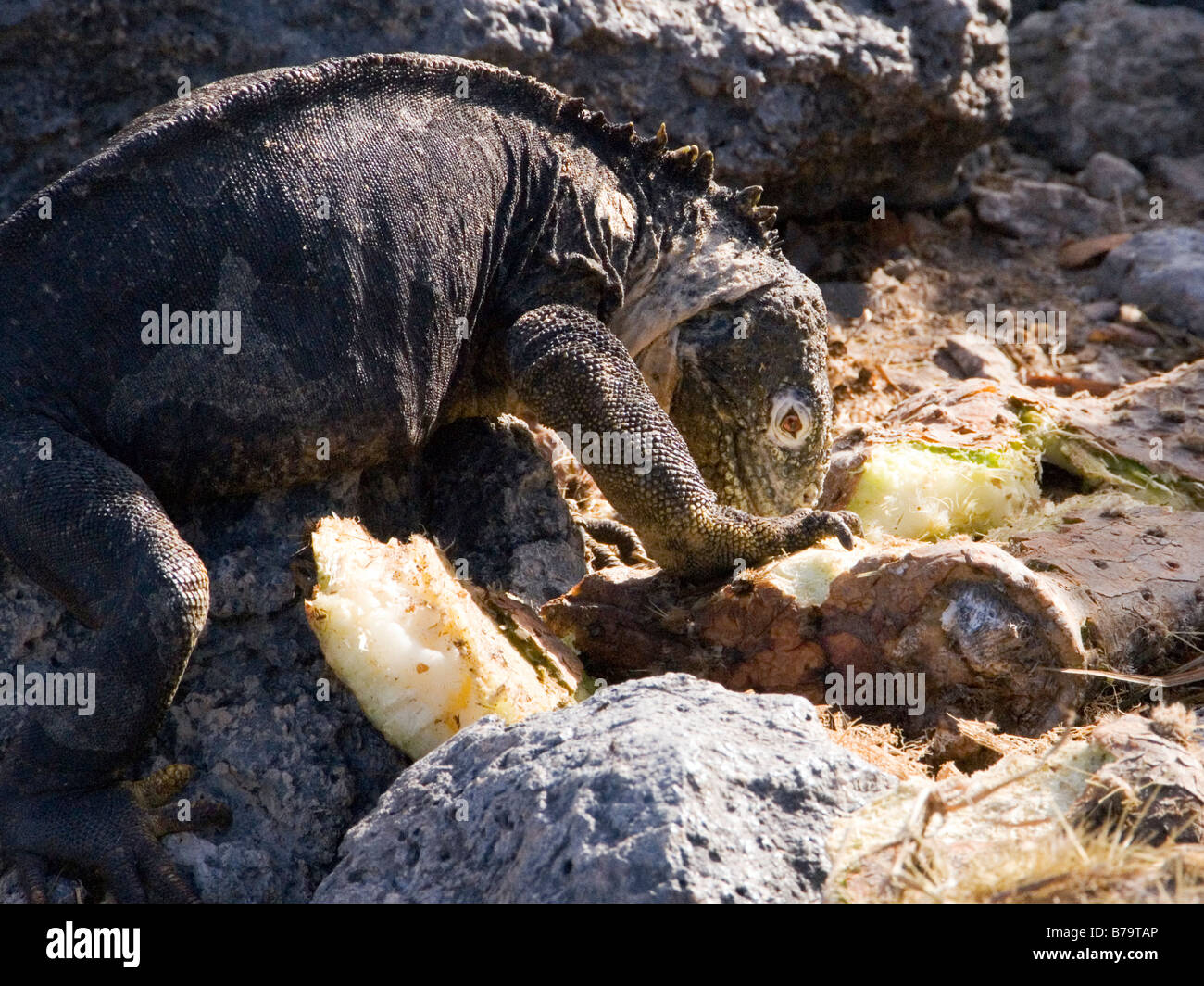 Galapagos Land Iguana "Conolophus Subcristatus" "South Plaza Island ...