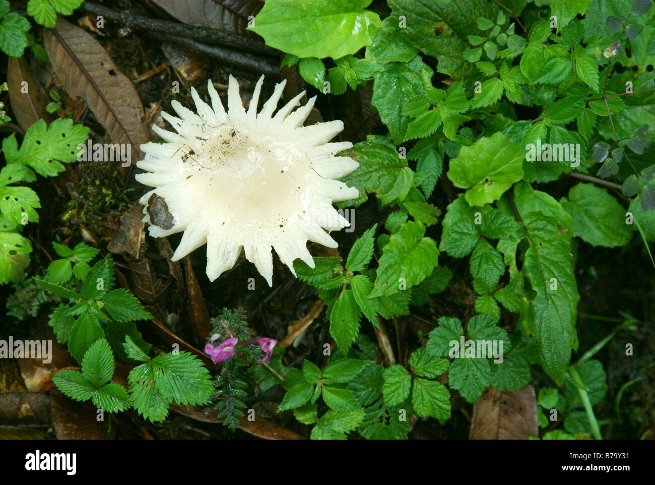 A strange, frayed mushroom grows along a trail north of Ringmu, Khumbu district, Nepal Stock Photo