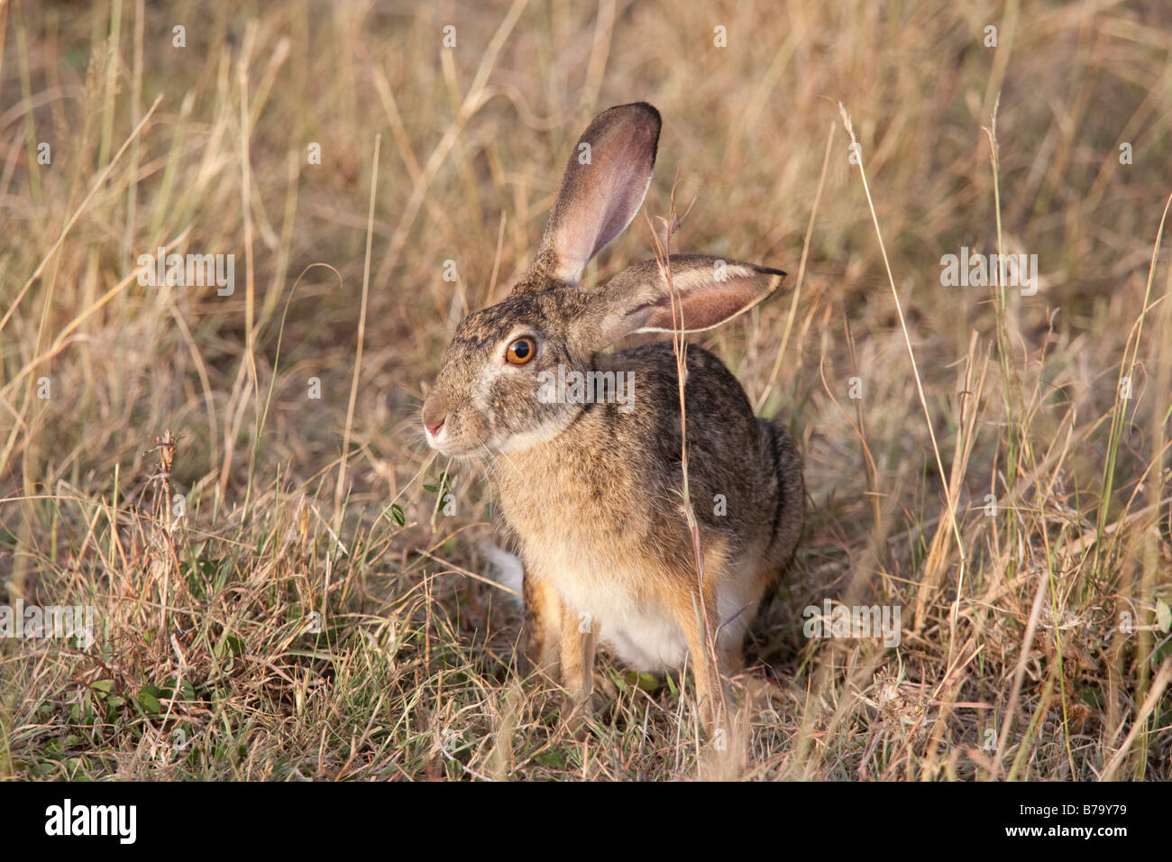 Cape hare Lepus capensis on open savannah plains Masai Mara North Reserve Kenya Stock Photo