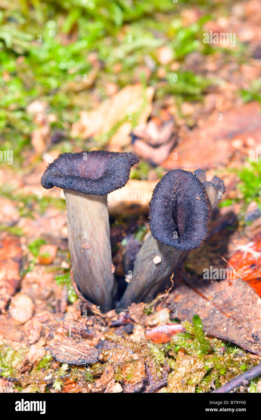Horn of Plenty fungus, Craterellus cornucopioides Stock Photo