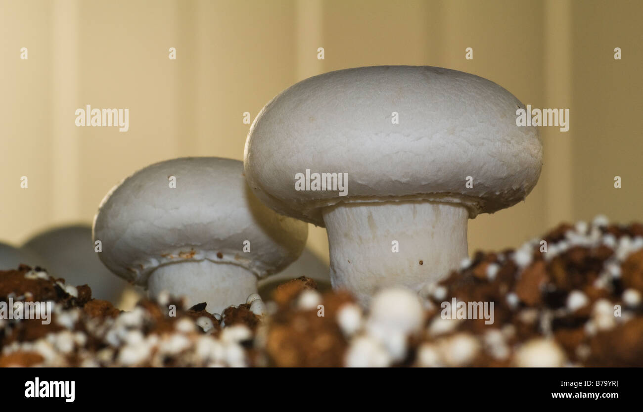 Agaricus Bisporus Mushrooms in a commercial farm Stock Photo