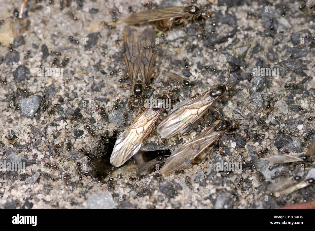 Ant nest reproductive flight Stock Photo