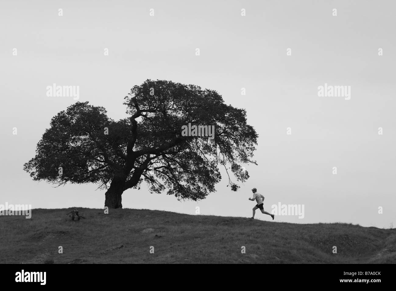 A silhouette of a man running by an oak tree on Patterson Pass near Livermore California Stock Photo